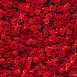 Flower Wall - Stacie